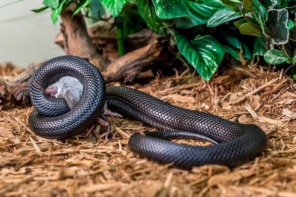 King Snake Appearance: Visual Identification Guide