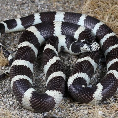 King Snake Behavior: Natural Habits & Traits