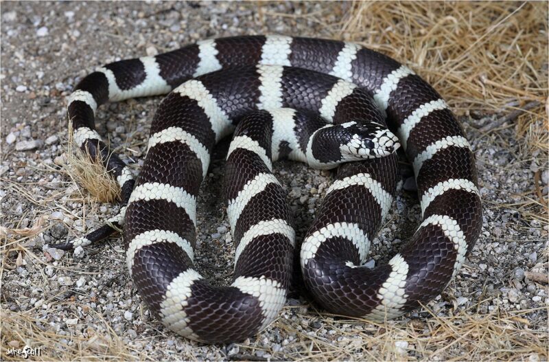 King Snake Behavior: Natural Habits & Traits