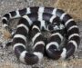 King Snake Behavior: Natural Habits & Traits