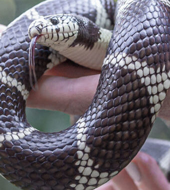 King Snake Behavior: Understanding Their Nature