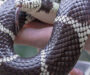 King Snake Behavior: Understanding Their Nature