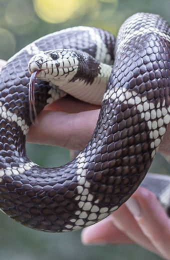 King Snake Behavior: Understanding Their Nature