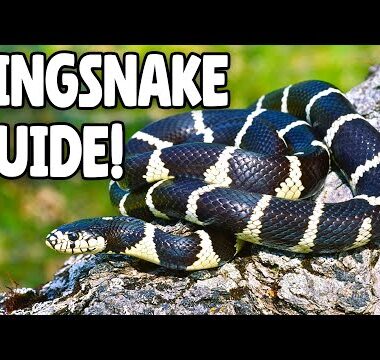 King Snake Care: Essential Husbandry Guide