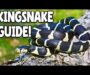 King Snake Care: Essential Husbandry Guide