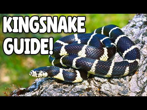 King Snake Care: Essential Husbandry Guide