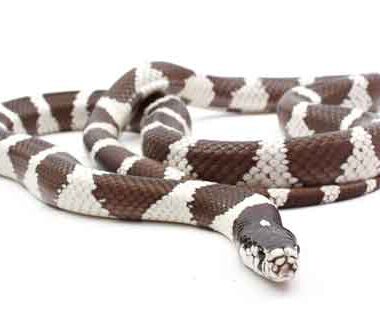 King Snake Care: Essential Husbandry Tips