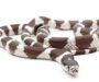 King Snake Care: Essential Husbandry Tips