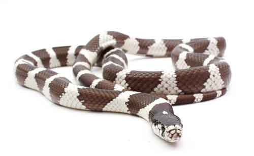 King Snake Care: Essential Husbandry Tips