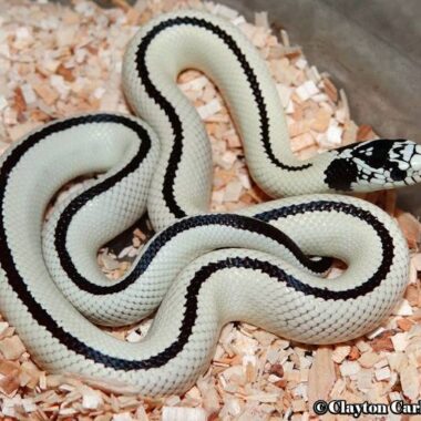 King Snake Colors: Pattern & Variation Guide