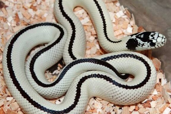 King Snake Colors: Pattern & Variation Guide