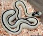 King Snake Colors: Pattern & Variation Guide