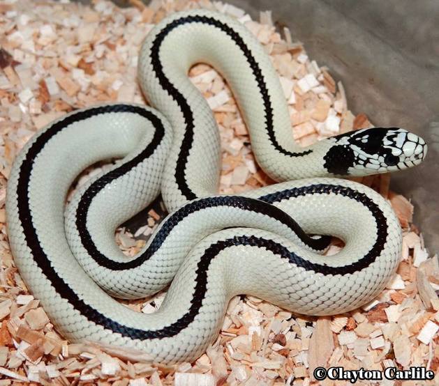 King Snake Colors: Pattern & Variation Guide