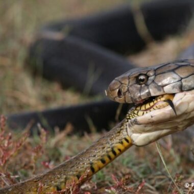 King Snake Diet: Preferred Prey & Hunting Habits