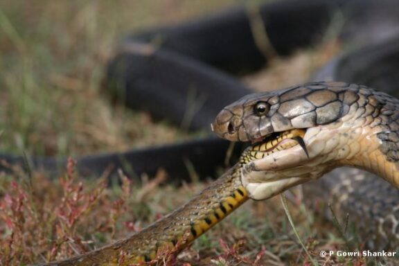 King Snake Diet: Preferred Prey & Hunting Habits