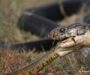 King Snake Diet: Preferred Prey & Hunting Habits