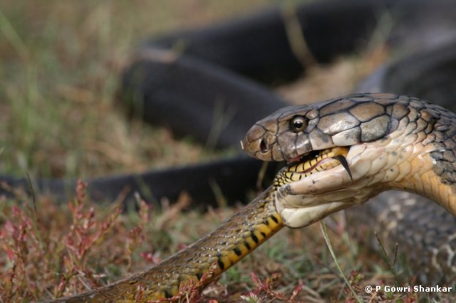 King Snake Diet: Preferred Prey & Hunting Habits