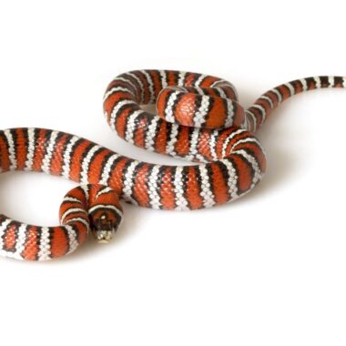 King Snake Eggs: Breeding & Incubation Guide