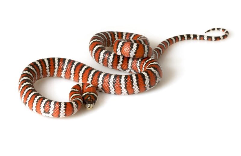 King Snake Eggs: Breeding & Incubation Guide