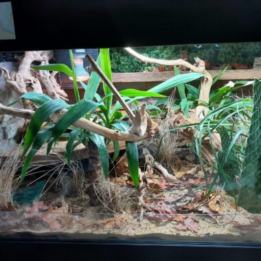 King Snake Enclosure Size: Housing Guide