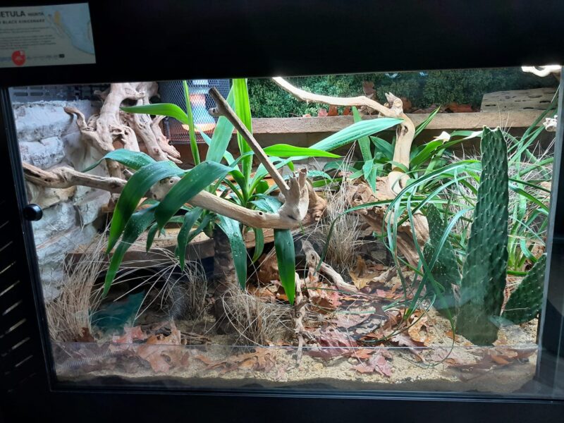 King Snake Enclosure Size: Housing Guide