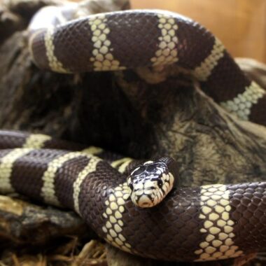 King Snake Facts: Essential Species Information