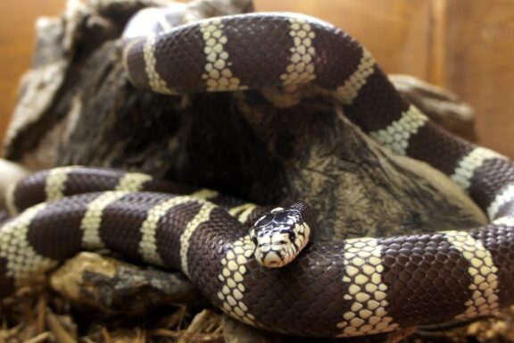 King Snake Facts: Essential Species Information