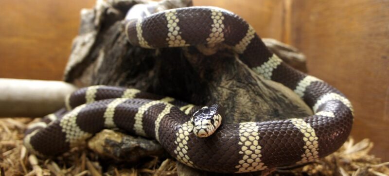 King Snake Facts: Essential Species Information