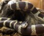 King Snake Facts: Essential Species Information