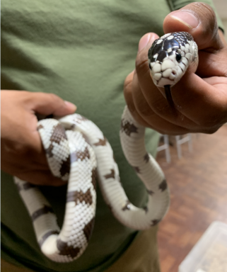 King Snake Habitat: Natural Environment Guide