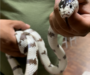 King Snake Habitat: Natural Environment Guide