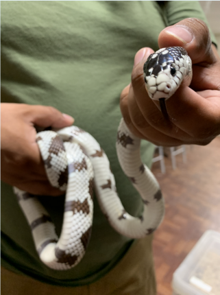 King Snake Habitat: Natural Environment Guide