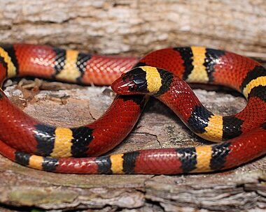 King Snake Habitat: Where These Serpents Live