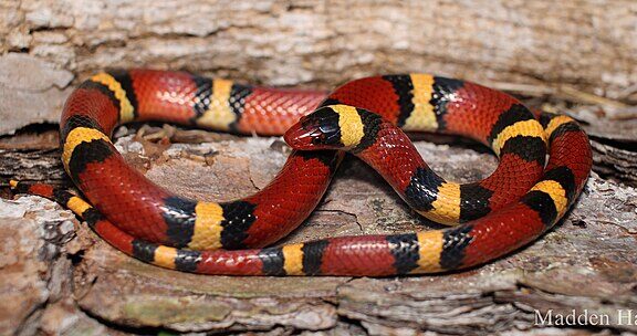 King Snake Habitat: Where These Serpents Live