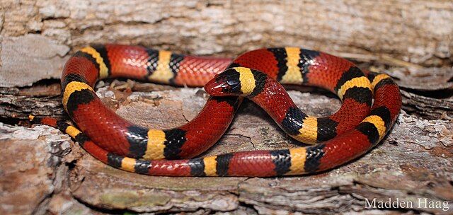 King Snake Habitat: Where These Serpents Live