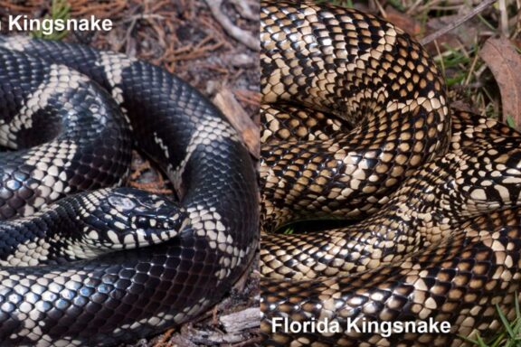 King Snake Lifespan: Growth & Development Guide