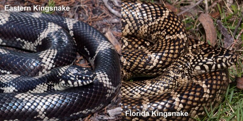 King Snake Lifespan: Growth & Development Guide