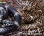 King Snake Lifespan: Growth & Development Guide