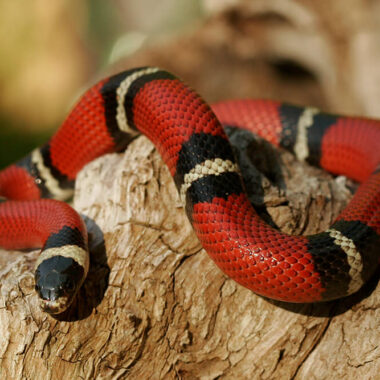 King Snake Lifespan: Life Cycle Guide