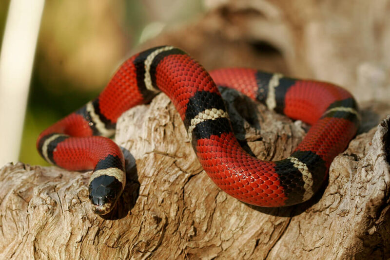 King Snake Lifespan: Life Cycle Guide