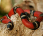 King Snake Lifespan: Life Cycle Guide