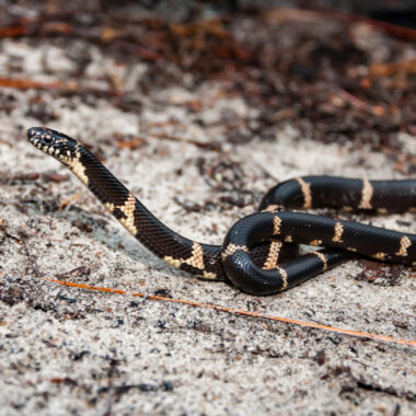 King Snake Population Status: Conservation