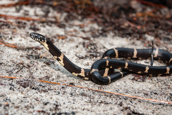 King Snake Population Status: Conservation