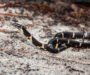 King Snake Population Status: Conservation