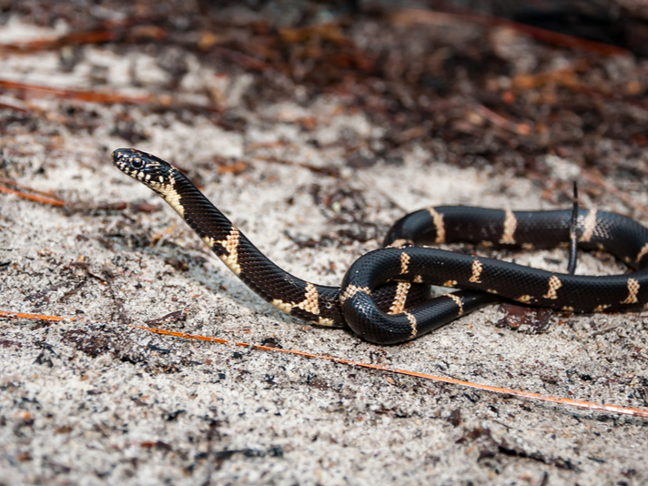 King Snake Population Status: Conservation