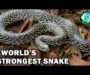 King Snake Species: Complete Guide & Types