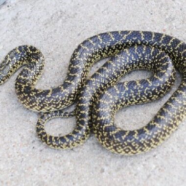 King Snake Threats: Conservation Overview