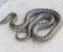 King Snake Threats: Conservation Overview