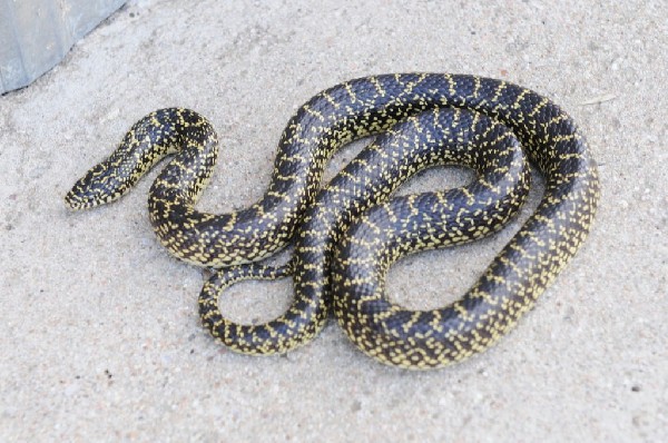 King Snake Threats: Conservation Overview