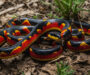 King Snake Threats: Environmental Challenges